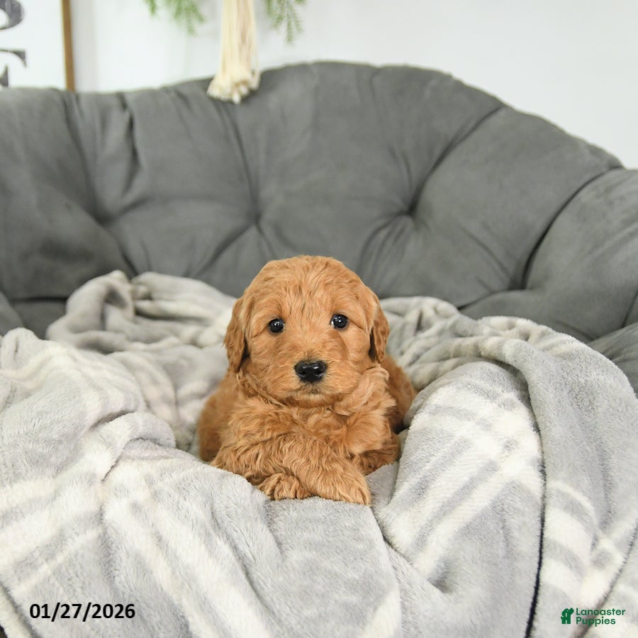 Mini Goldendoodle dogs Archer - Ad 27