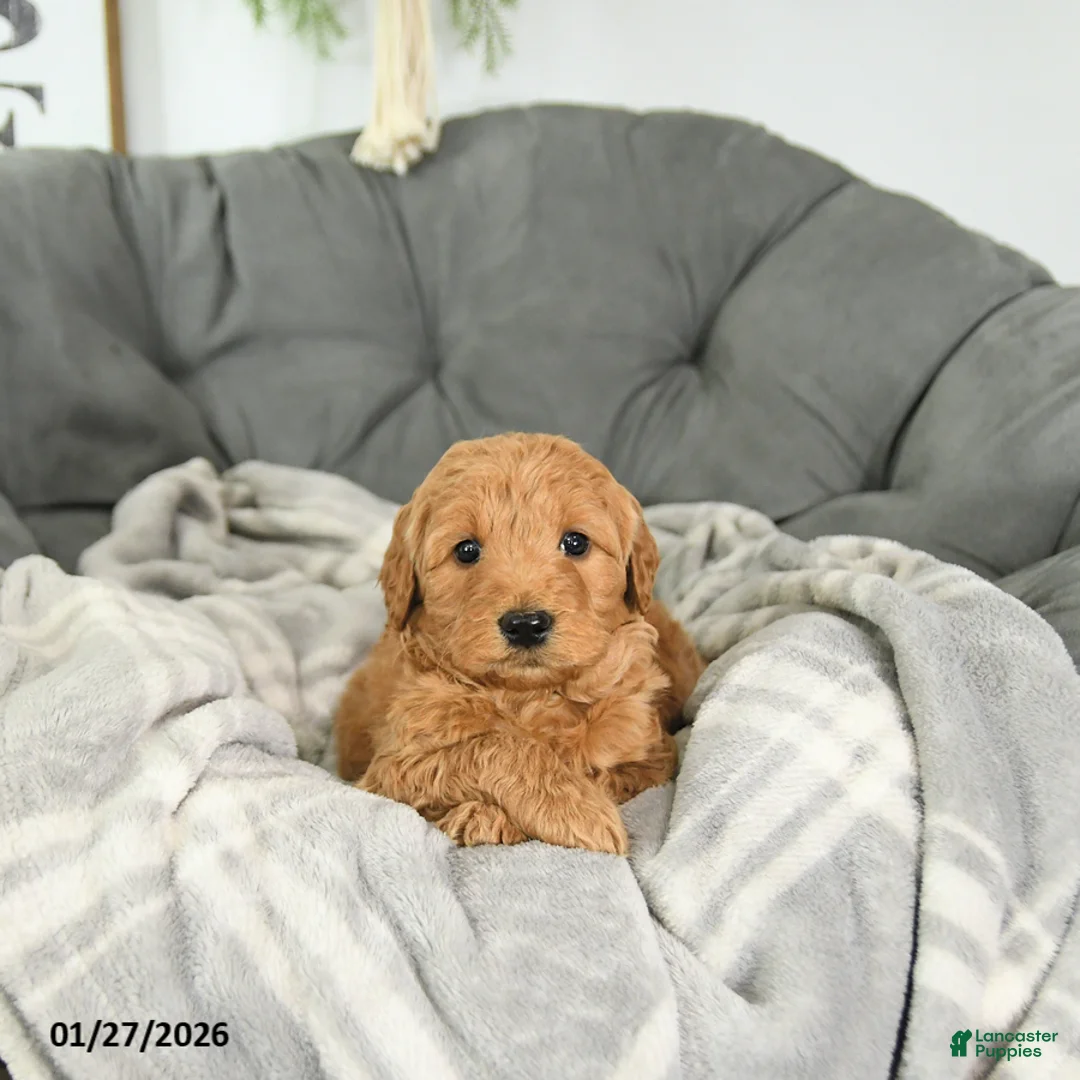 Mini Goldendoodle dogs for sale: Archer - Ad 1
