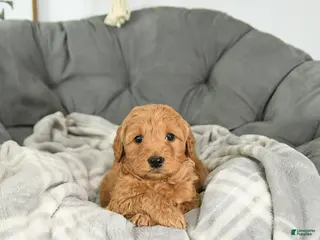 Mini Goldendoodle dogs Archer - Ad 27