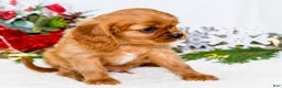 Cavalier King Charles Spaniel dogs for sale: Winter - Ad 3