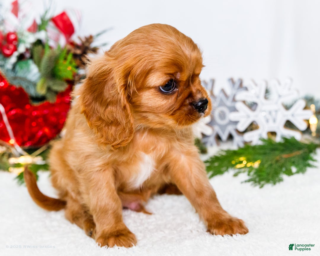 Cavalier King Charles Spaniel dogs for sale: Winter - Ad 3