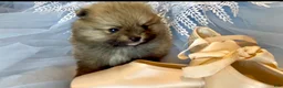 Pomeranian dogs for sale: Tiramisu - Ad 15