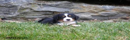 Bernese Mountain Dog dogs for sale: Delilah - Ad 3