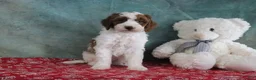 Mini Goldendoodle dogs for sale: Simon - Ad 1