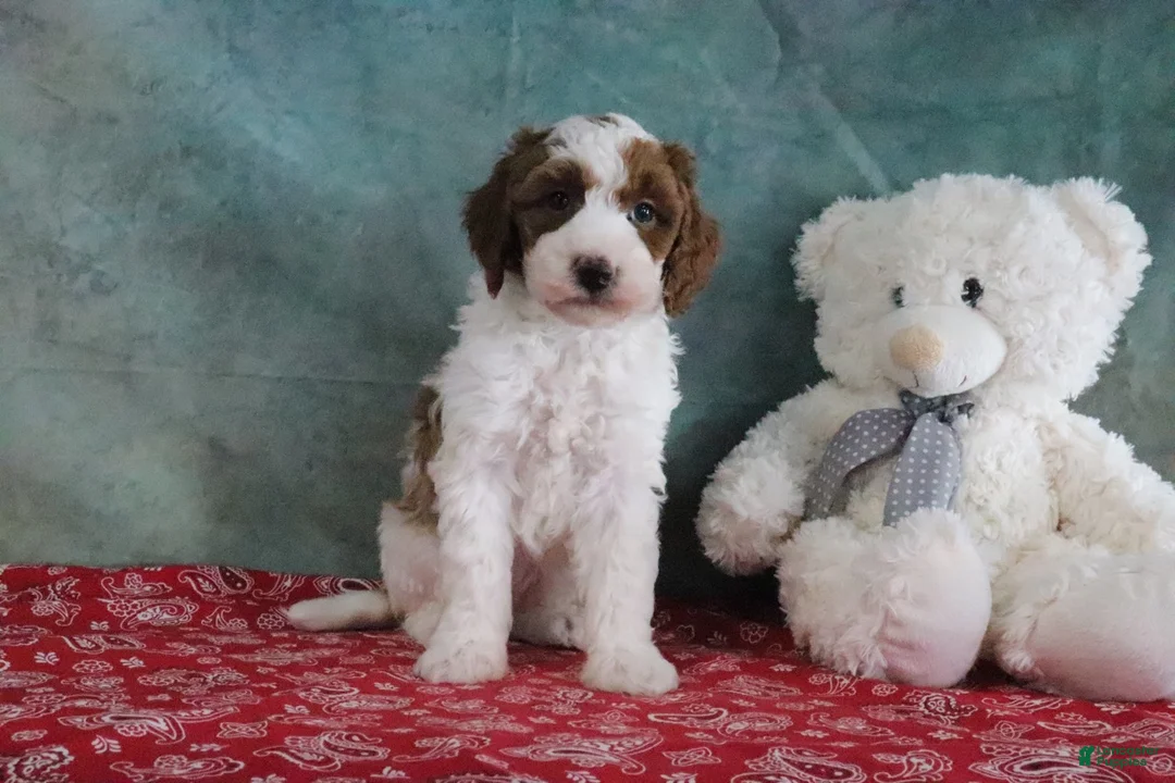 Mini Goldendoodle dogs for sale: Simon - Ad 1