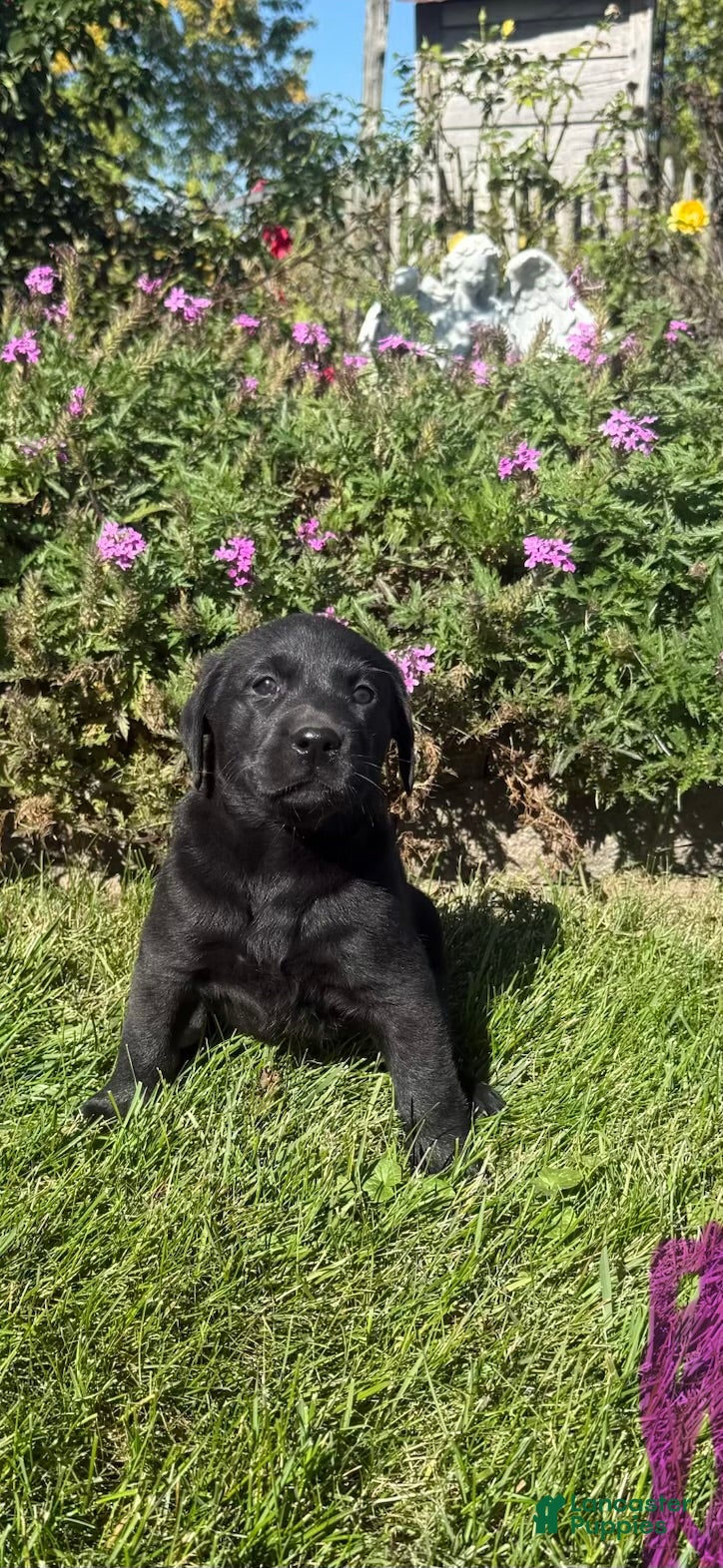 Labrador Retriever dogs for sale: Labrador Retriever 7 - Ad 1