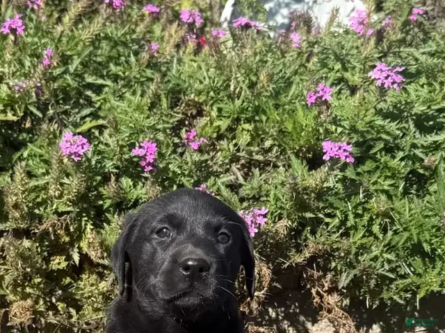 Labrador Retriever dogs for sale: Labrador Retriever 7 - Ad 1