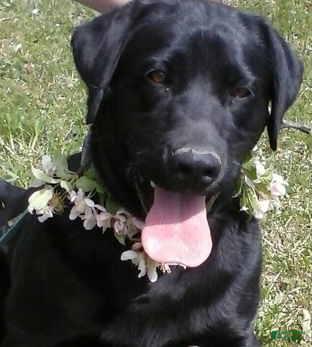 Bim (Sheprador, Female) in Middleburg, PA