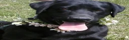 Sheprador dogs for sale: BIM - Ad 1