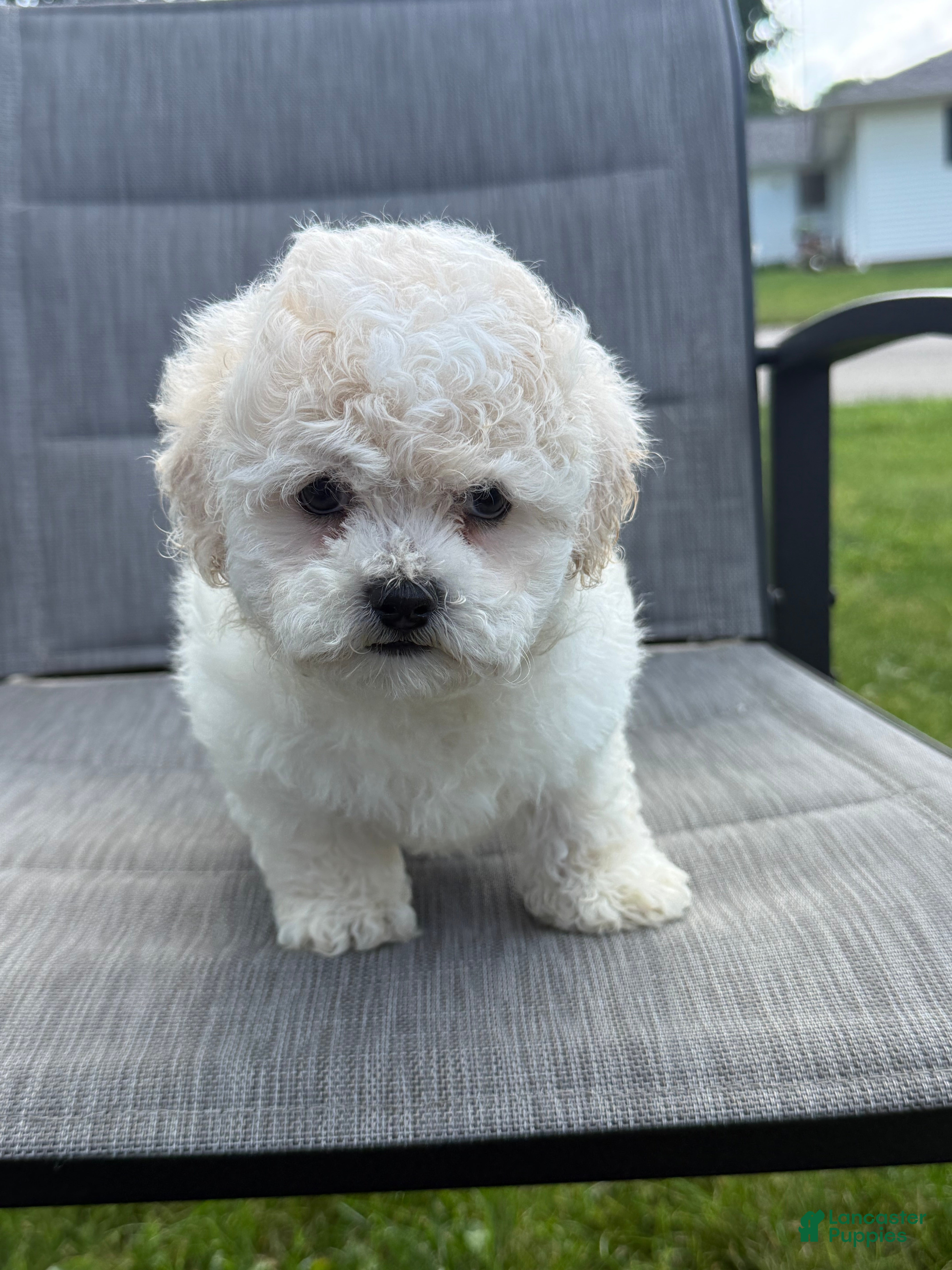Teddy Bear dogs Buttercream  - Ad 1