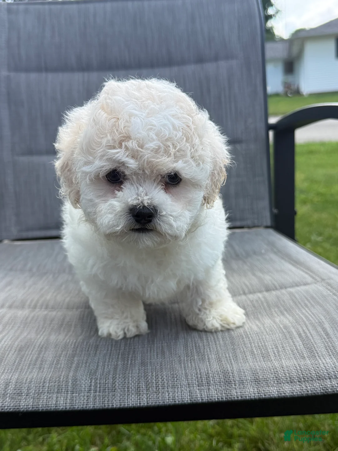 Teddy Bear dogs for sale: Buttercream  - Ad 1
