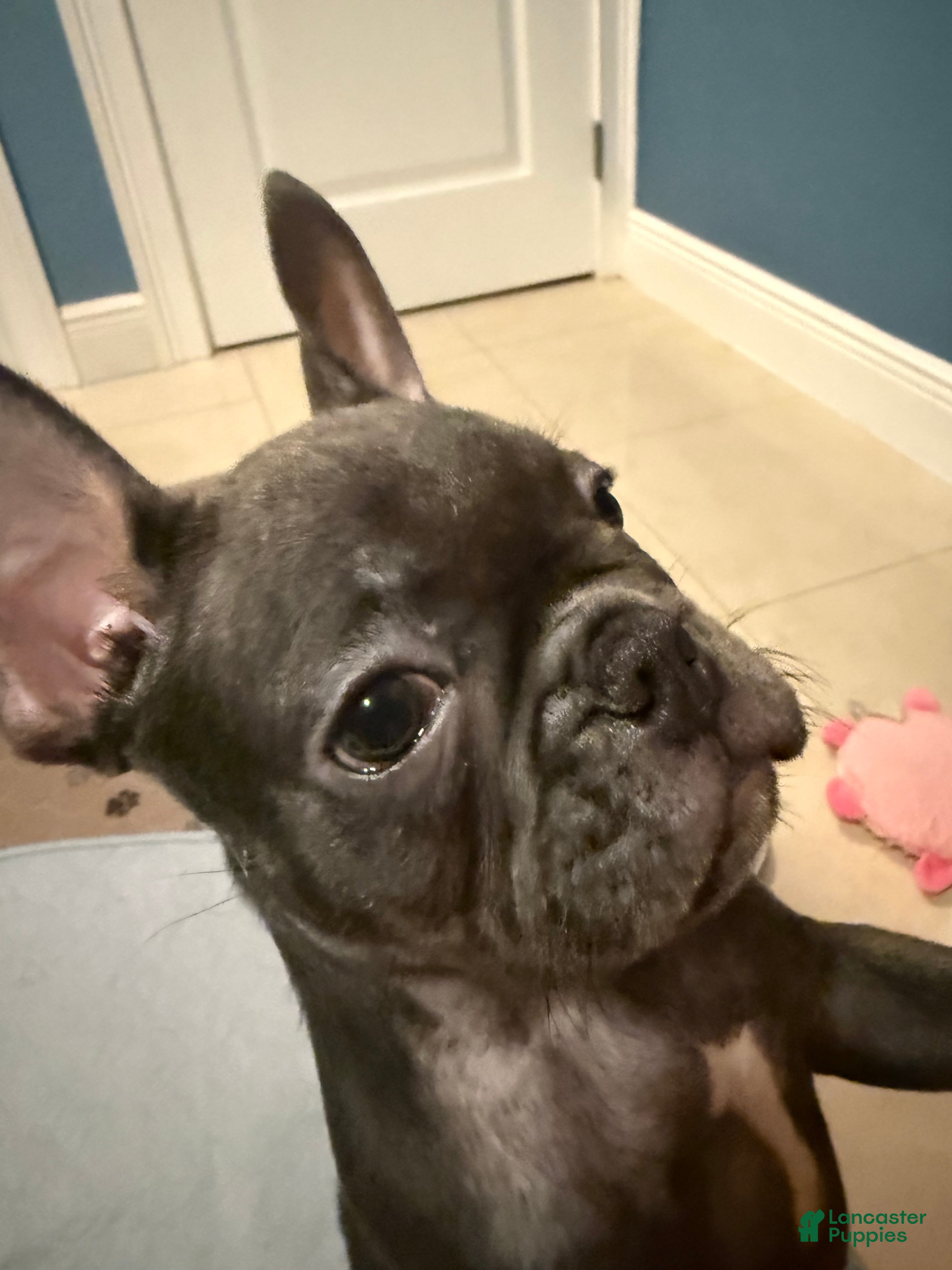 French Bulldog dogs French Bulldog Coco - Ad 2