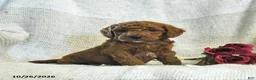 Cockapoo dogs for sale: Calvin - Ad 5