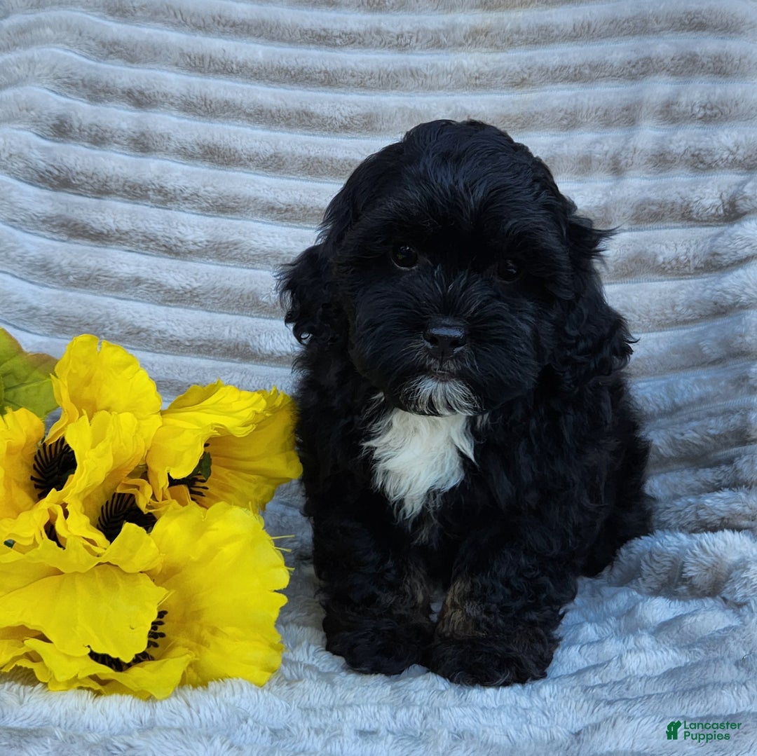 Shihpoo dogs for sale: Dallas - Ad 7