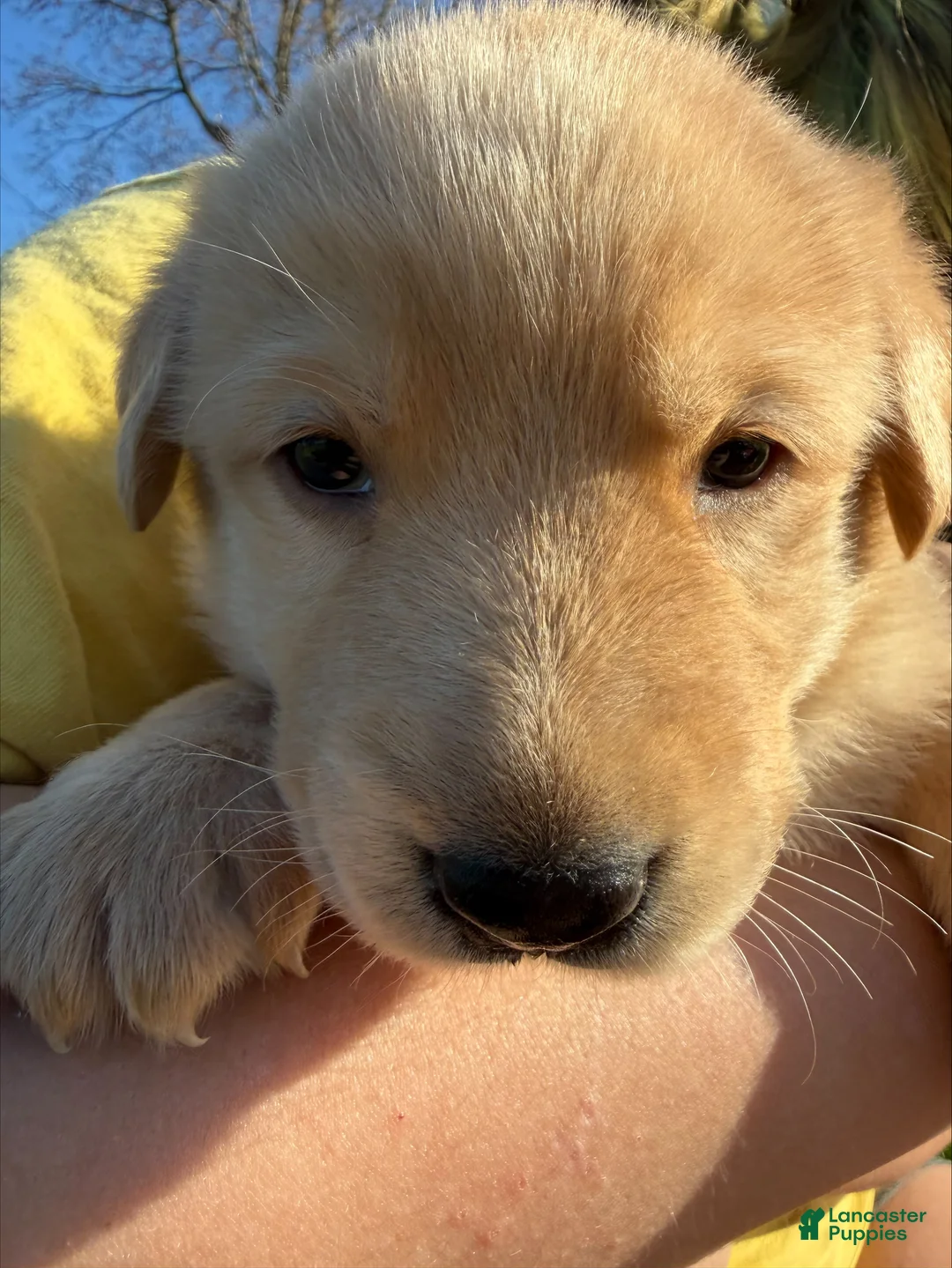 Sheprador dogs for sale: Buttercup - Ad 1