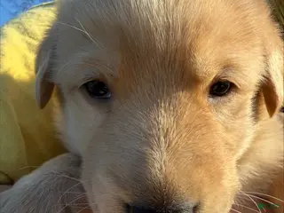 Sheprador dogs Buttercup - Ad 3