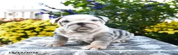 English Bulldog dogs for sale: Tamarisk - Ad 3