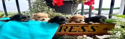 Pekapoo dogs for sale: Honeybun❤️ text or call to schedule a play date today🐾 - Ad 3