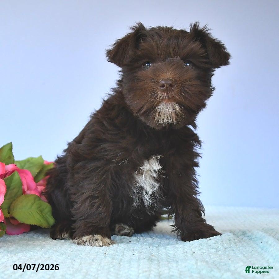 Miniature Schnauzer dogs Daffodil - Ad 2