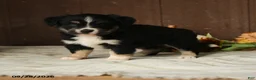 Mixed Breed dogs for sale: Cherry - Ad 3