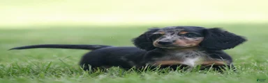 Daily Miniature Dachshund Puppy 