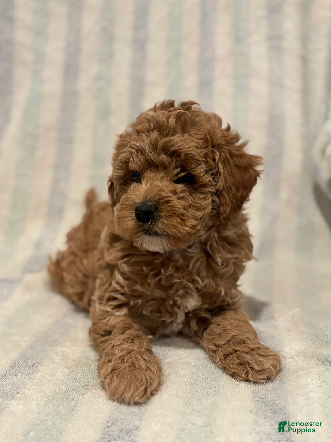Maltipoo dogs for sale: Graham - Ad 4