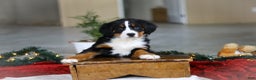 Bernese Mountain Dog dogs for sale: Katy - Ad 9