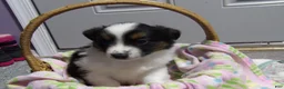 Miniature Australian Shepherd dogs for sale: Mandy - Ad 1