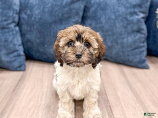 Cockapoo dogs Elska - Ad 31