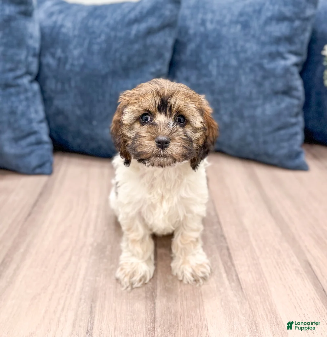 Cockapoo dogs for sale: Elska - Ad 3
