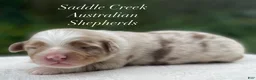 Australian Shepherd dogs for sale: Australian Shepherd 2 - Ad 6