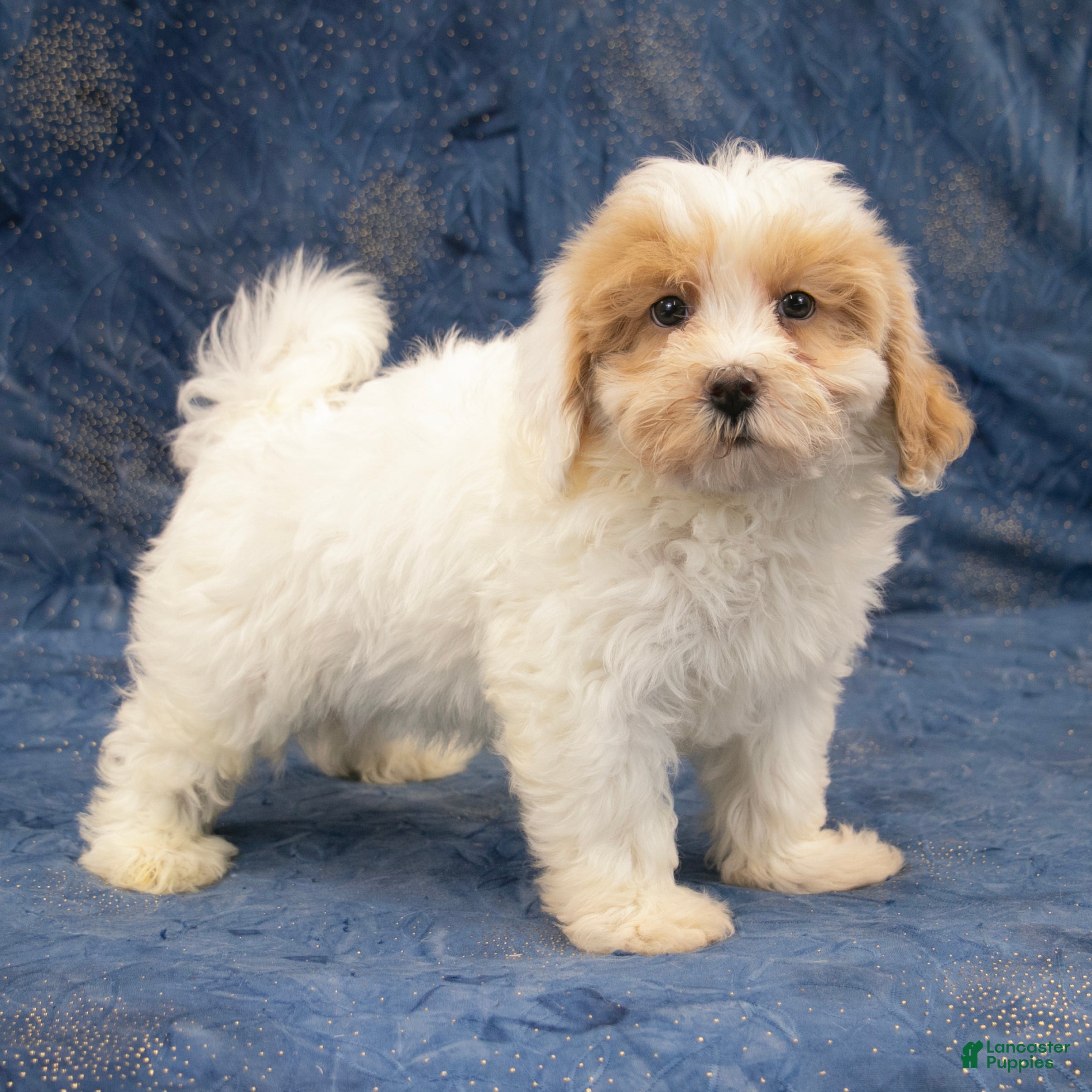 Havapoo dogs Duke - Ad 1