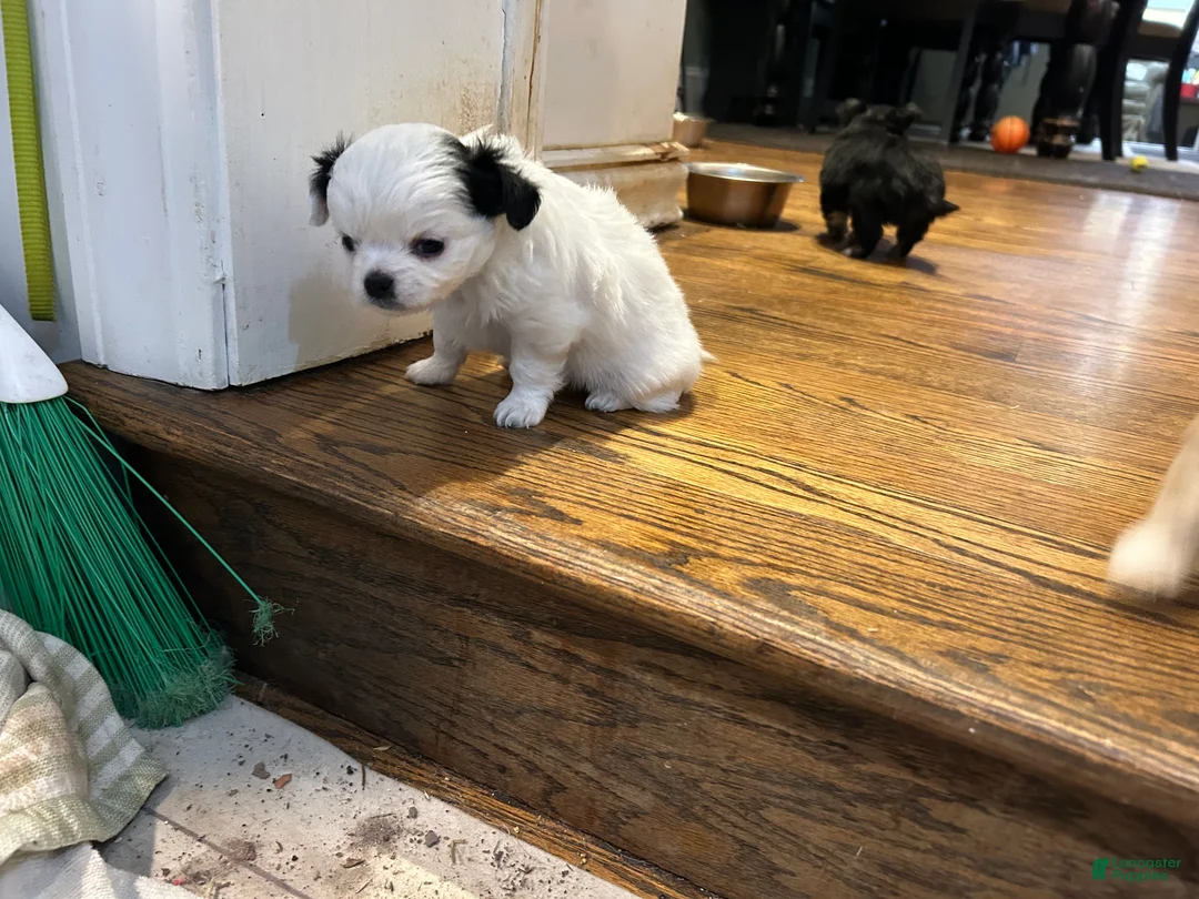 Chihuahua dogs for sale: Chihuahua Puppy 3 - Ad 3