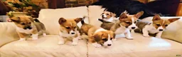 Welsh Corgi Pembroke dogs for sale: Cleopatra - Ad 34