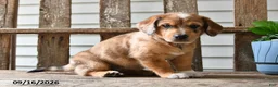 Mixed Breed dogs for sale: Willow - Ad 5
