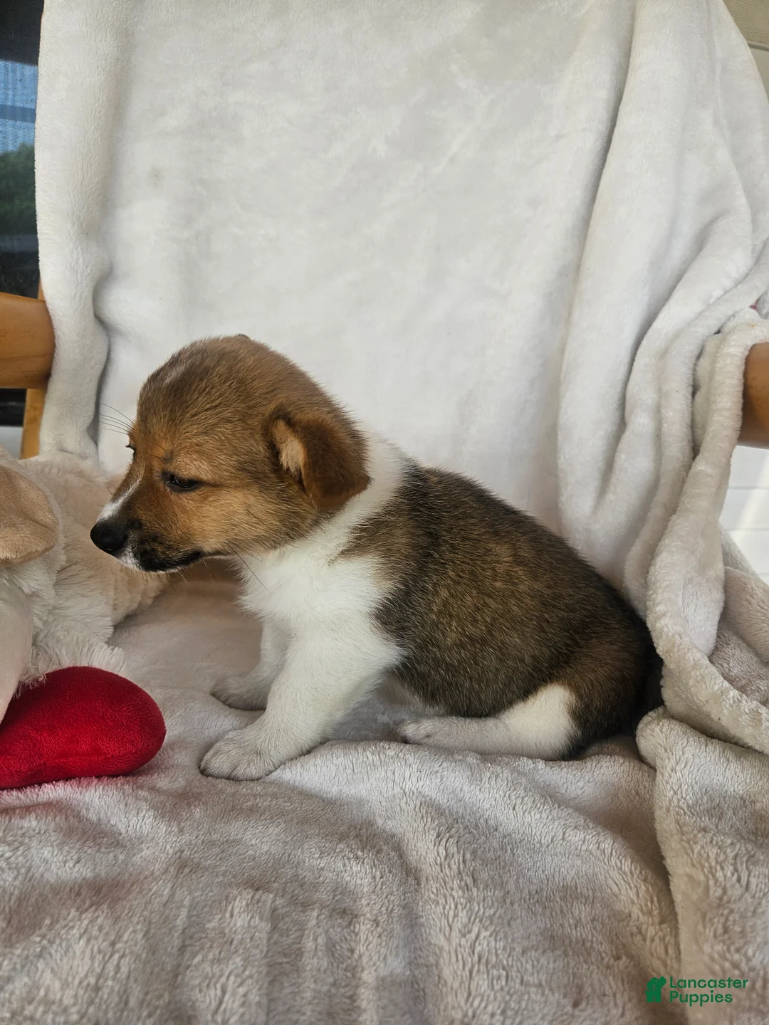 Welsh Corgi Pembroke dogs for sale: GALE - Ad 2
