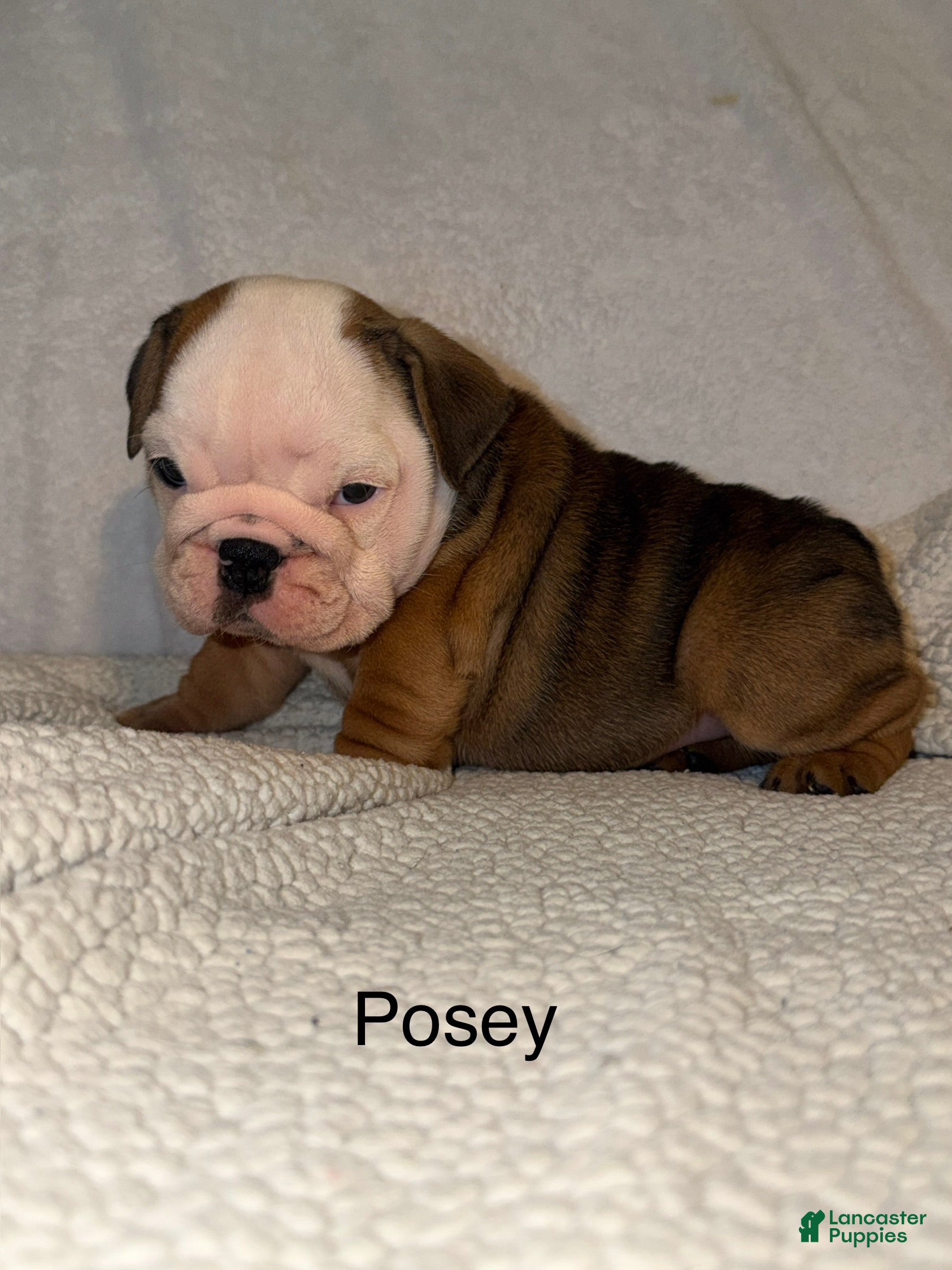 English Bulldog dogs English Bulldog Puppy 6 - Ad 39
