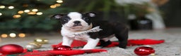 Boston Terrier dogs for sale: Max - Ad 1
