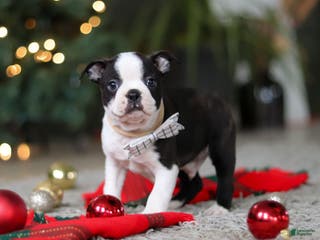 Boston Terrier dogs Max - Ad 22