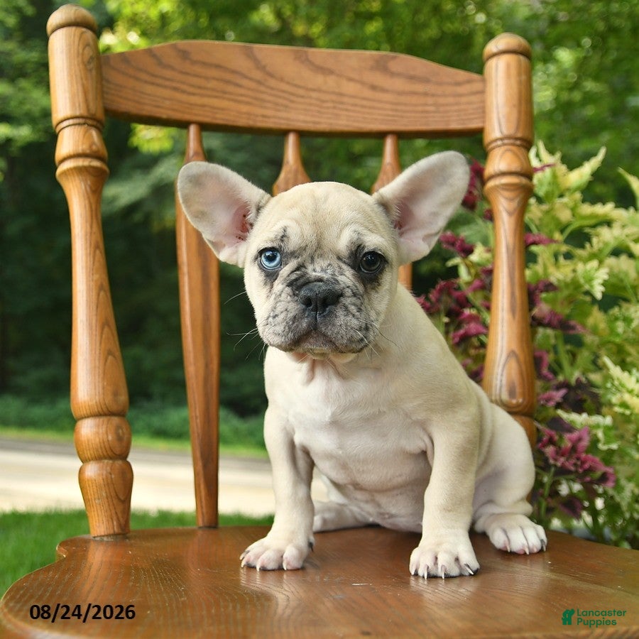 French Bulldog dogs Moana - Ad 1