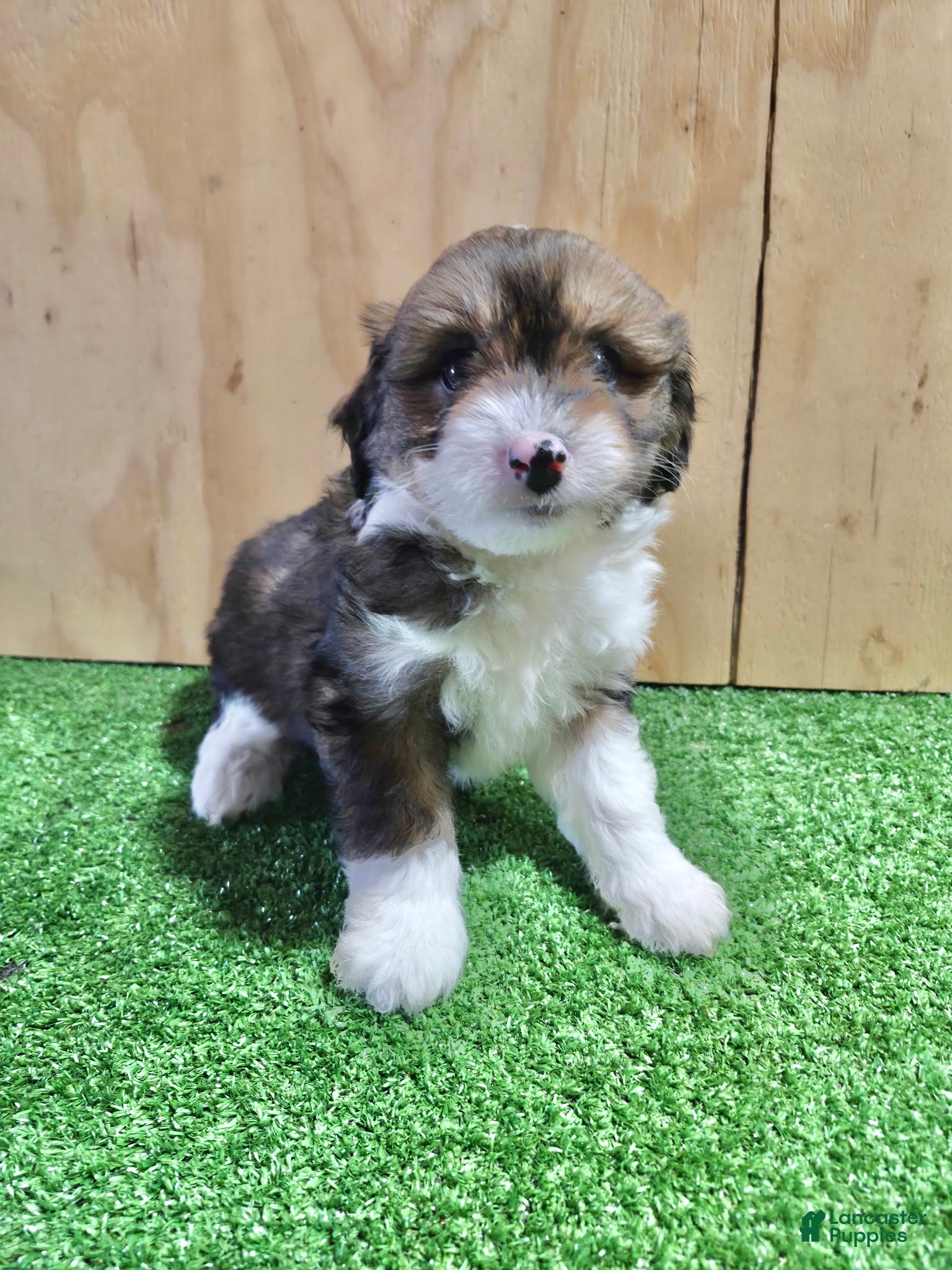 Mini Aussiedoodle dogs Mini Aussiedoodle Puppy 6 - Ad 2