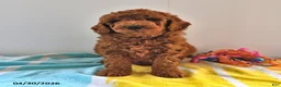 Mini Goldendoodle dogs for sale: Rascal - Ad 3
