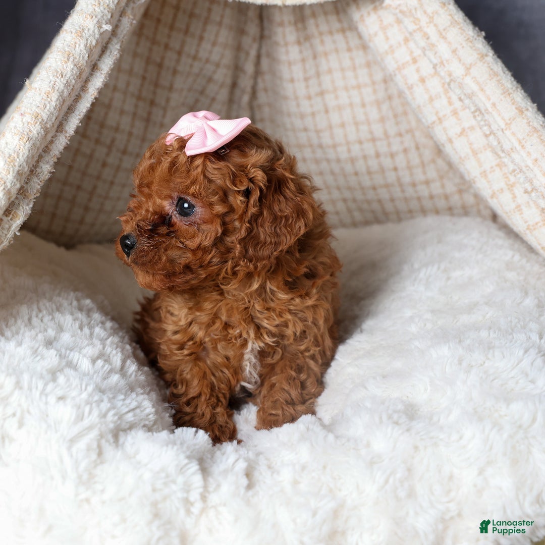 Cavapoo dogs for sale: OMA - Ad 3