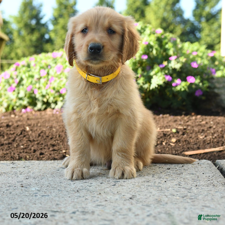 Golden Retriever dogs Hadley - Ad 1