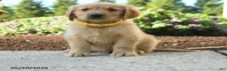 Golden Retriever dogs for sale: Hadley - Ad 1