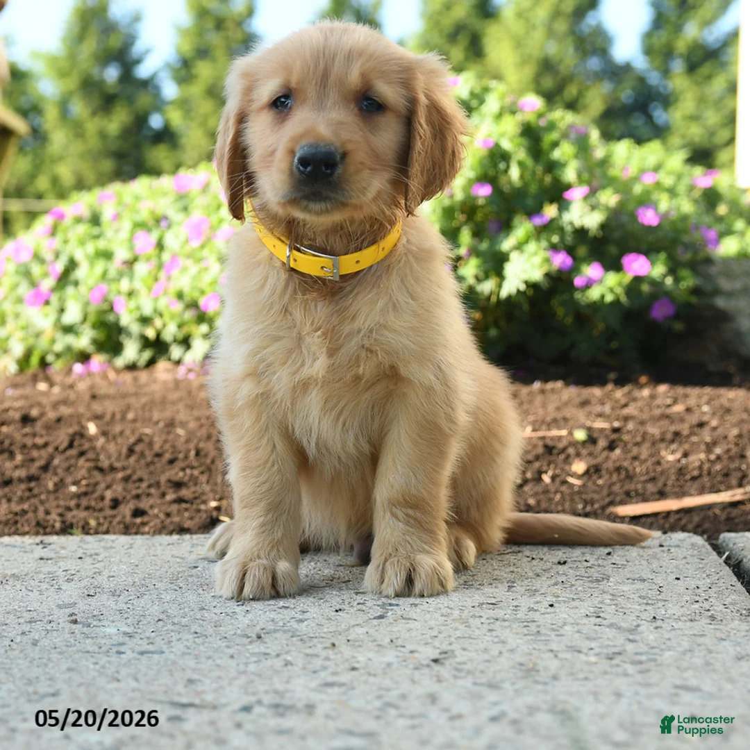 Golden Retriever dogs for sale: Hadley - Ad 1