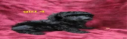 Toy Poodle dogs for sale: AKC black girl 4 - Ad 3