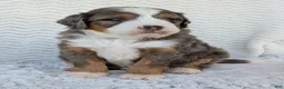 Mini Bernedoodle dogs for sale: Mini Bluey - Ad 23