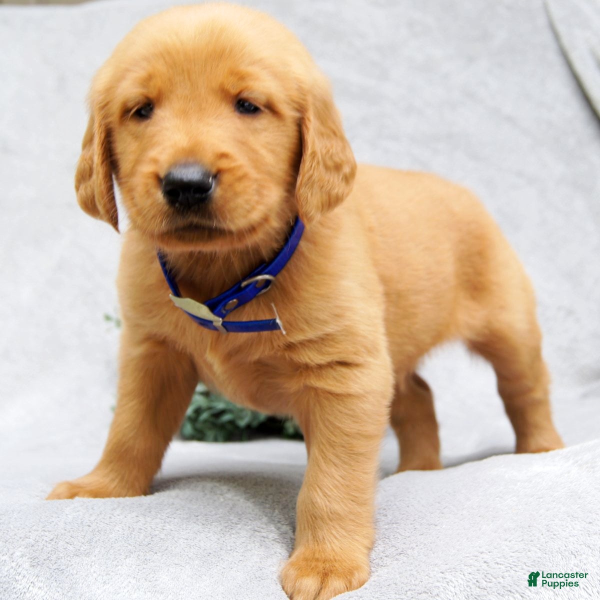 Golden Retriever dogs Kobe - Ad 2