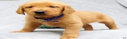 Golden Retriever dogs for sale: Kobe - Ad 2